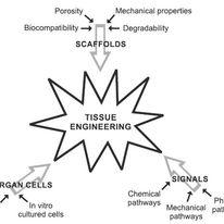 Classic and modern applications of polylactic acid (PLA) within tissue engineering and other biomedical domains